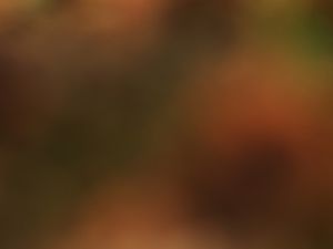 RMA Track Day 27th February - Oulton Park International